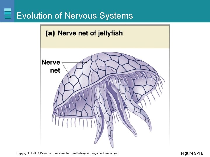 Evolution of Nervous Systems Copyright © 2007 Pearson Education, Inc. , publishing as Benjamin