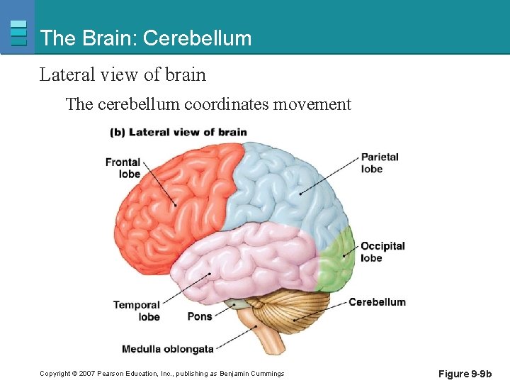 The Brain: Cerebellum Lateral view of brain The cerebellum coordinates movement Copyright © 2007