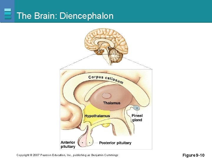 The Brain: Diencephalon Copyright © 2007 Pearson Education, Inc. , publishing as Benjamin Cummings
