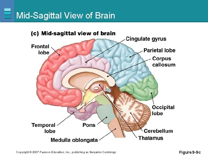 Mid-Sagittal View of Brain Copyright © 2007 Pearson Education, Inc. , publishing as Benjamin