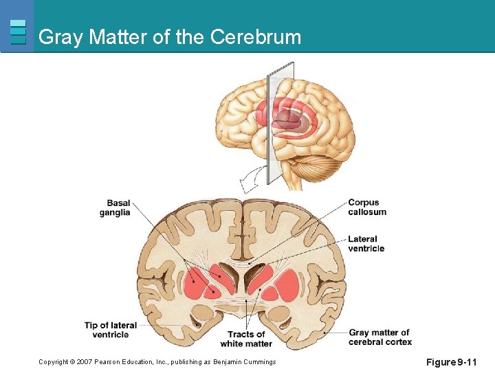 Gray Matter of the Cerebrum Copyright © 2007 Pearson Education, Inc. , publishing as