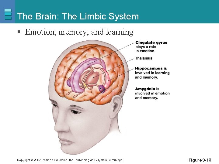 The Brain: The Limbic System § Emotion, memory, and learning Copyright © 2007 Pearson