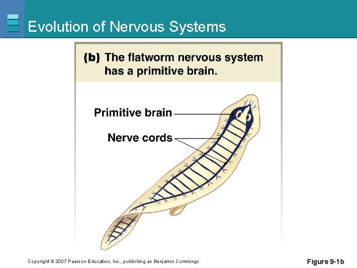 Evolution of Nervous Systems Copyright © 2007 Pearson Education, Inc. , publishing as Benjamin