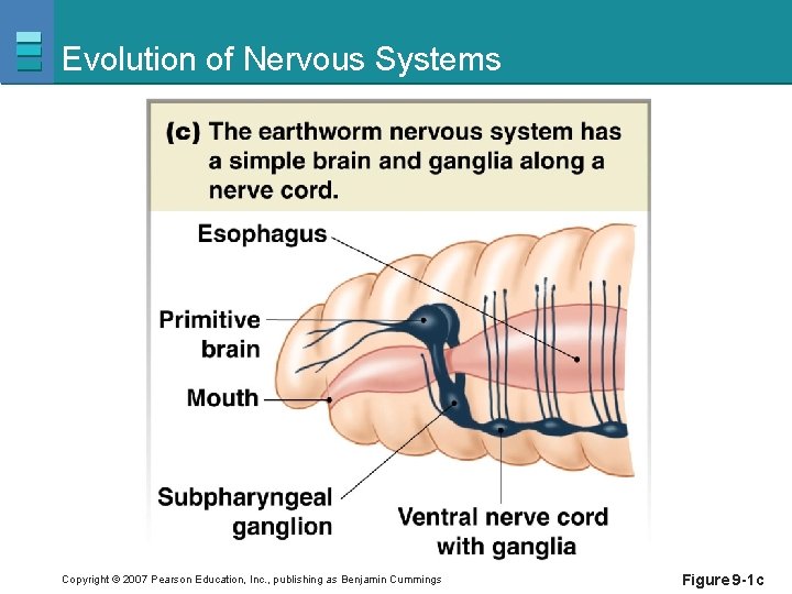 Evolution of Nervous Systems Copyright © 2007 Pearson Education, Inc. , publishing as Benjamin