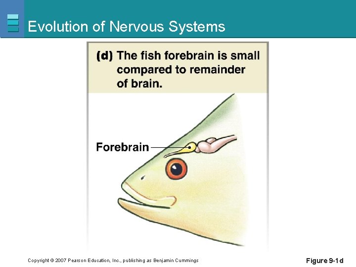 Evolution of Nervous Systems Copyright © 2007 Pearson Education, Inc. , publishing as Benjamin