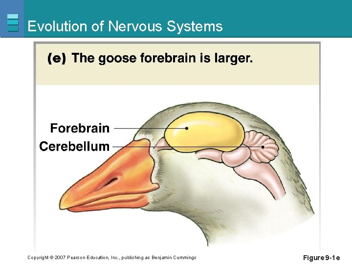 Evolution of Nervous Systems Copyright © 2007 Pearson Education, Inc. , publishing as Benjamin