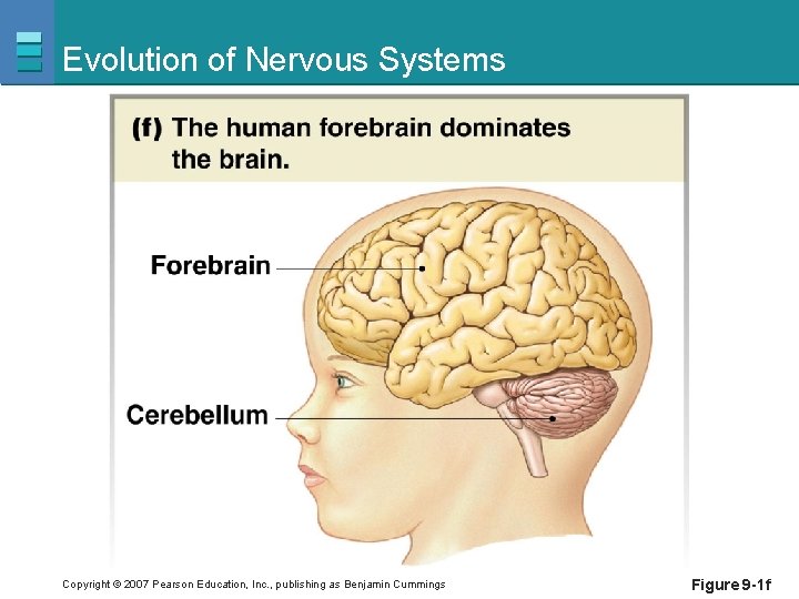 Evolution of Nervous Systems Copyright © 2007 Pearson Education, Inc. , publishing as Benjamin