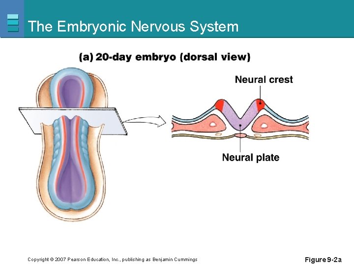 The Embryonic Nervous System Copyright © 2007 Pearson Education, Inc. , publishing as Benjamin