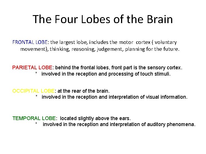 The Four Lobes of the Brain FRONTAL LOBE: the largest lobe, includes the motor