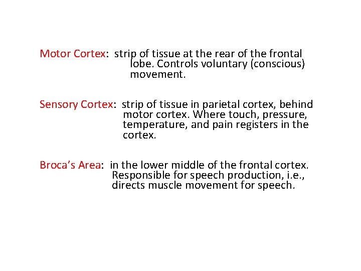 Motor Cortex: strip of tissue at the rear of the frontal lobe. Controls voluntary