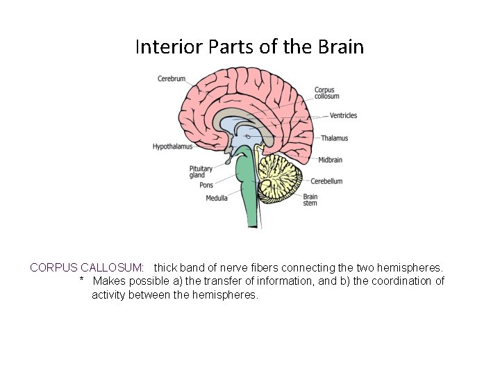 Interior Parts of the Brain CORPUS CALLOSUM: thick band of nerve fibers connecting the