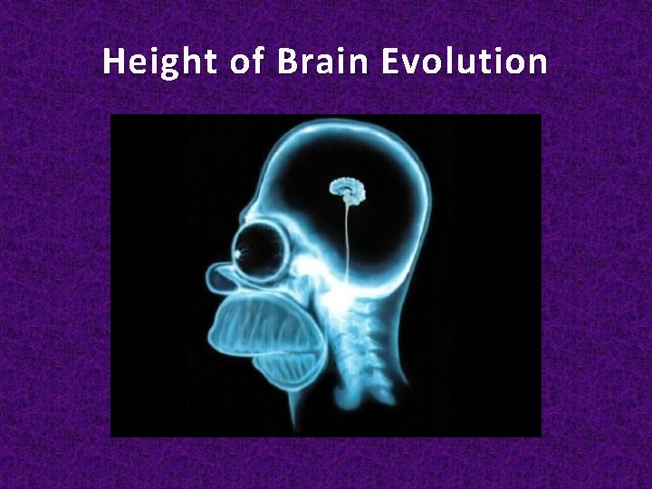 Height of Brain Evolution 