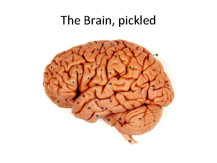 The Brain, pickled 