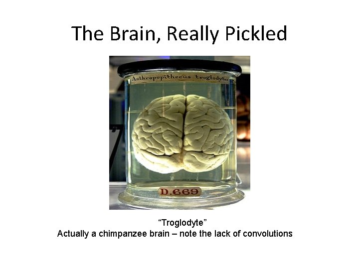 The Brain, Really Pickled “Troglodyte” Actually a chimpanzee brain – note the lack of