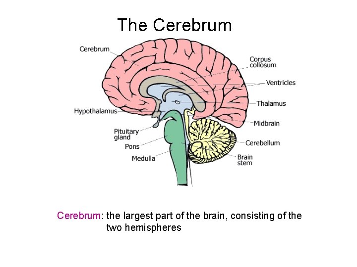 The Cerebrum: the largest part of the brain, consisting of the two hemispheres 