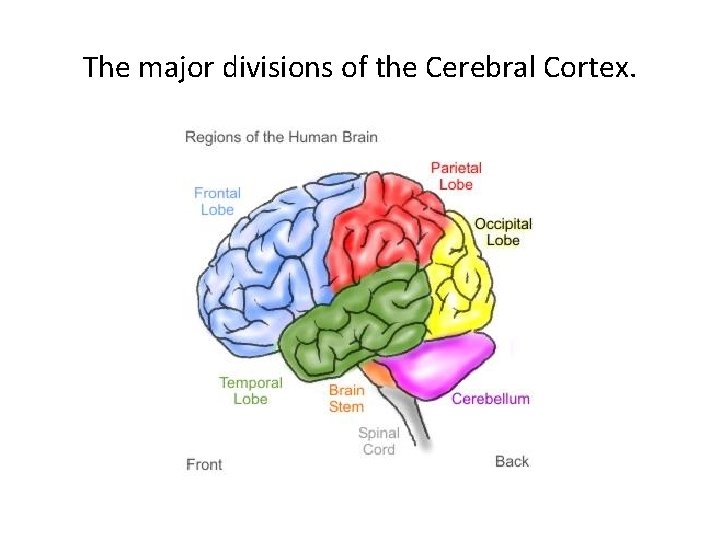 The major divisions of the Cerebral Cortex. 