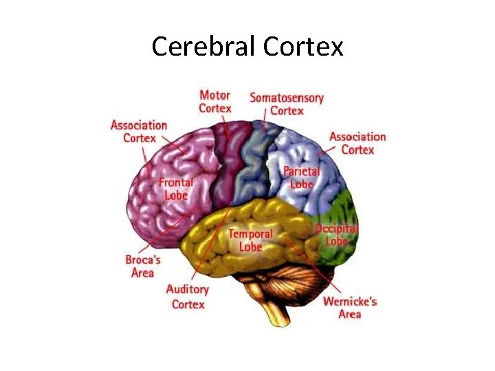 Cerebral Cortex 