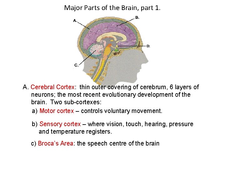 Major Parts of the Brain, part 1. A. Cerebral Cortex: thin outer covering of