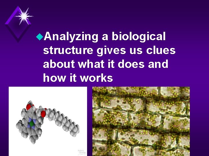 u. Analyzing a biological structure gives us clues about what it does and how