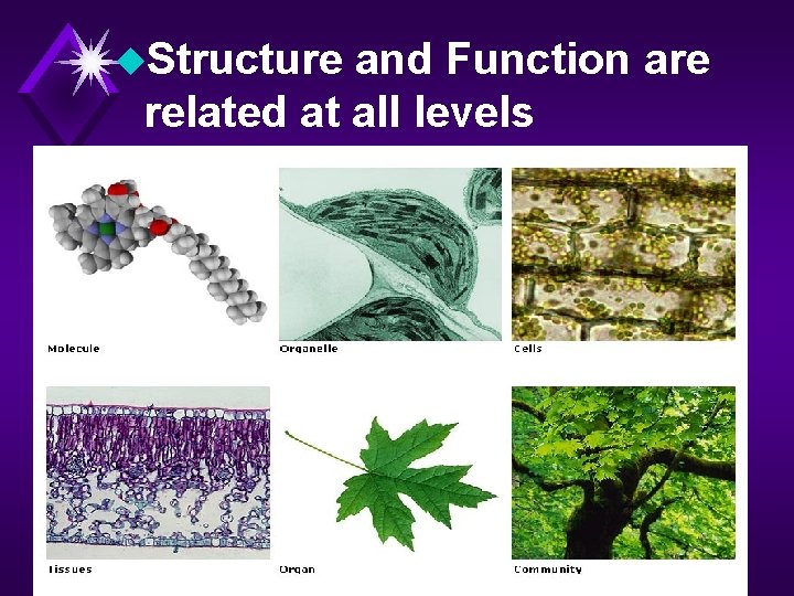 u. Structure and Function are related at all levels 