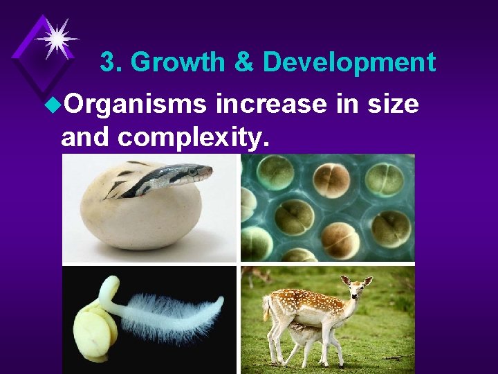 3. Growth & Development u. Organisms increase in size and complexity. 
