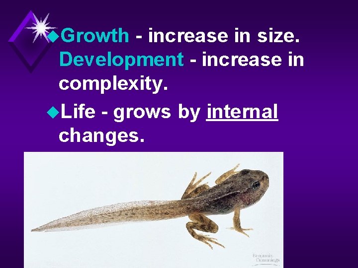 u. Growth - increase in size. Development - increase in complexity. u. Life -