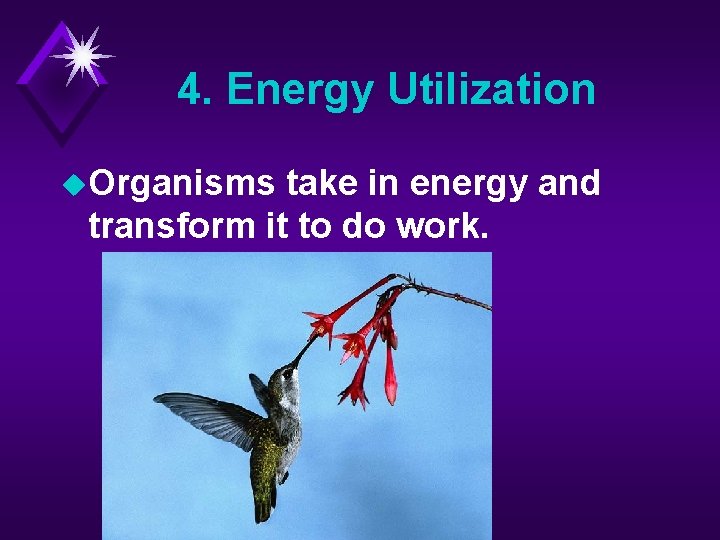 4. Energy Utilization u. Organisms take in energy and transform it to do work.