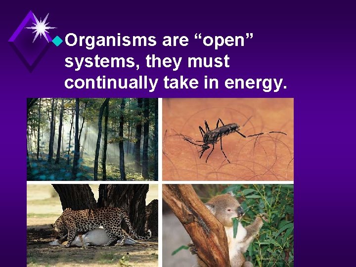 u. Organisms are “open” systems, they must continually take in energy. 