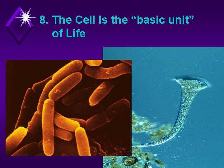 8. The Cell Is the “basic unit” of Life 