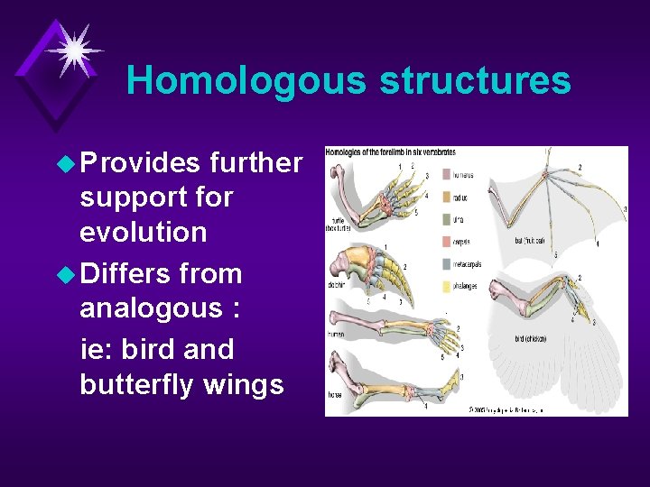 Homologous structures u Provides further support for evolution u Differs from analogous : ie: