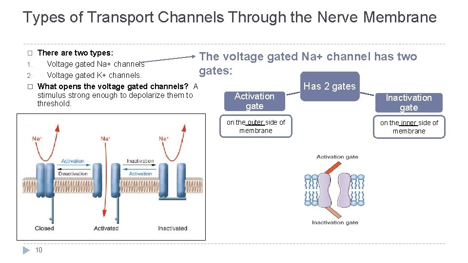 Types of Transport Channels Through the Nerve Membrane There are two types: The voltage