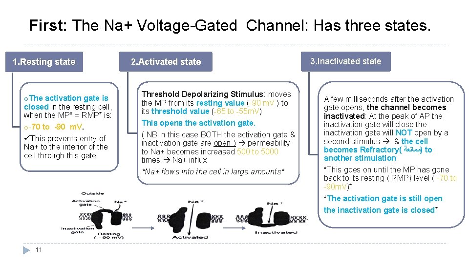 First: The Na+ Voltage-Gated Channel: Has three states. 1. Resting state o. The activation