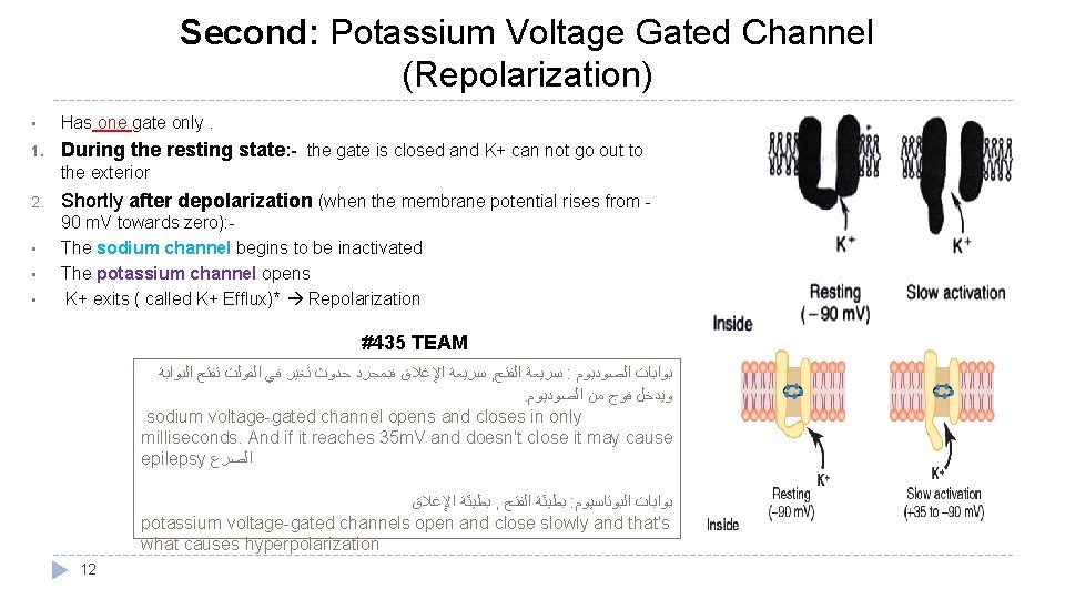 Second: Potassium Voltage Gated Channel (Repolarization) • Has one gate only. 1. During the