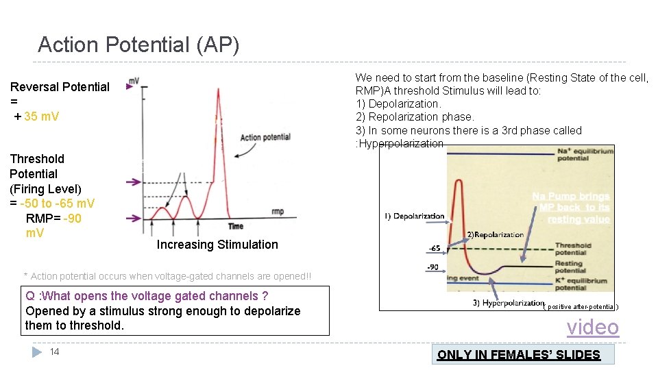 Action Potential (AP) We need to start from the baseline (Resting State of the