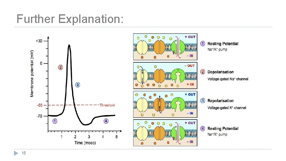 Further Explanation: 15 