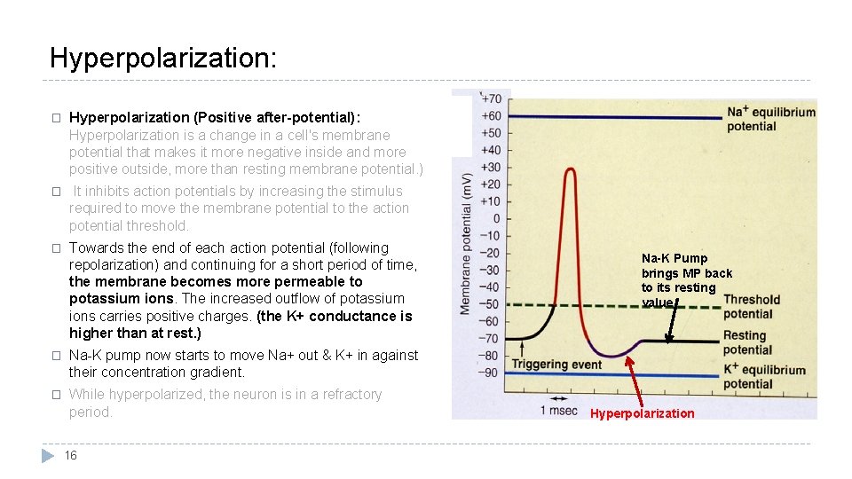 Hyperpolarization: � Hyperpolarization (Positive after-potential): Hyperpolarization is a change in a cell's membrane potential
