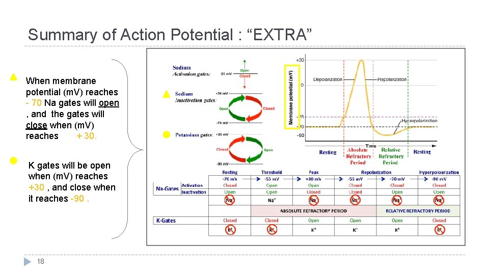 Summary of Action Potential : “EXTRA” When membrane potential (m. V) reaches - 70