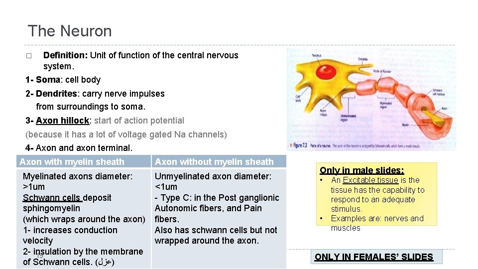 The Neuron � Definition: Unit of function of the central nervous system. 1 -