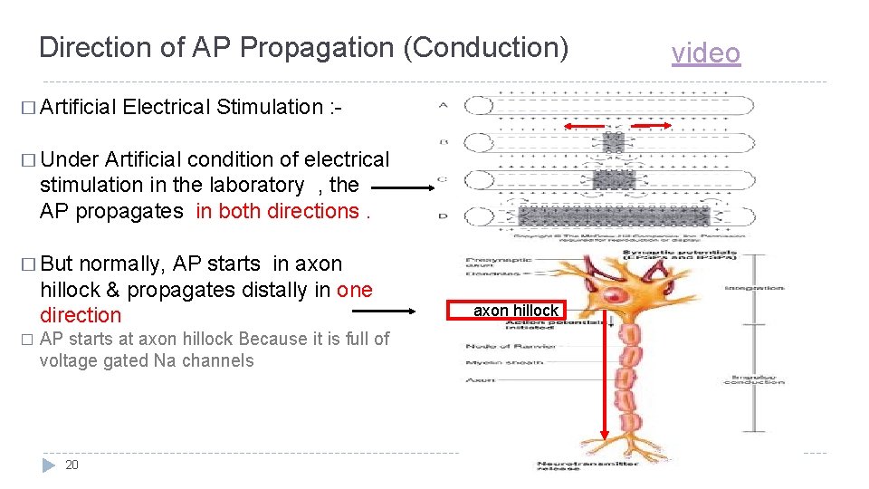 Direction of AP Propagation (Conduction) � Artificial Electrical Stimulation : - � Under Artificial