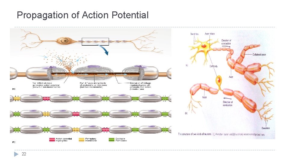 Propagation of Action Potential 22 