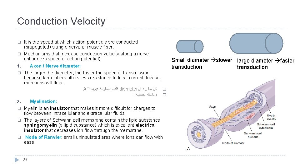 Conduction Velocity It is the speed at which action potentials are conducted (propagated) along