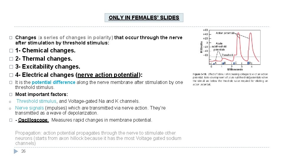 ONLY IN FEMALES’ SLIDES � Changes (a series of changes in polarity) that occur