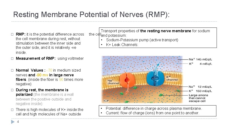 Resting Membrane Potential of Nerves (RMP): � RMP: it is the potential difference across