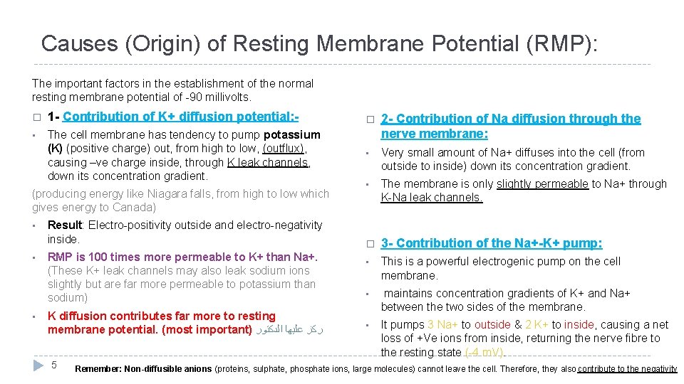 Causes (Origin) of Resting Membrane Potential (RMP): The important factors in the establishment of