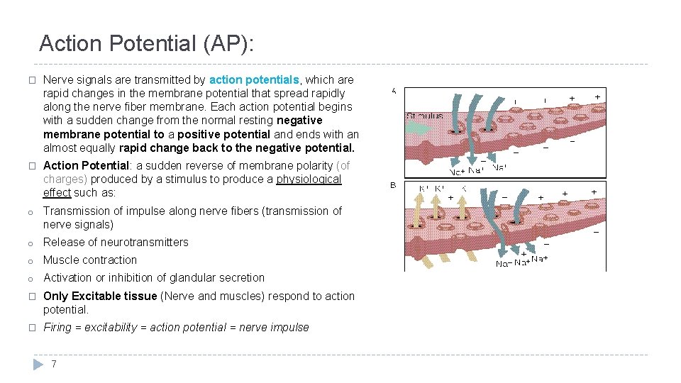 Action Potential (AP): � Nerve signals are transmitted by action potentials, which are rapid