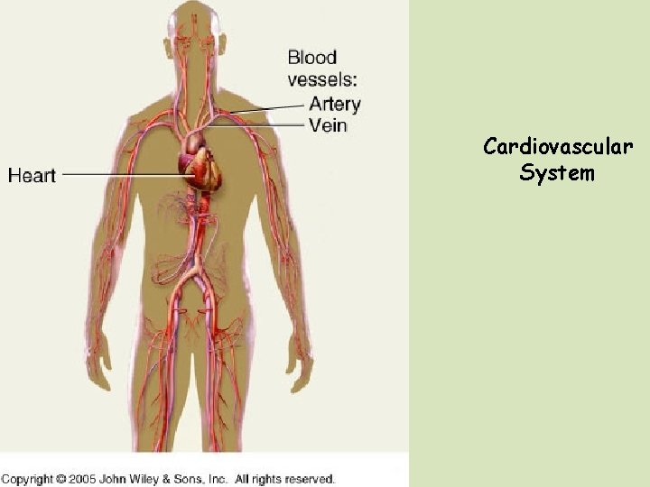Cardiovascular System 