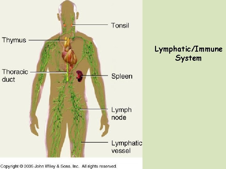 Lymphatic/Immune System 