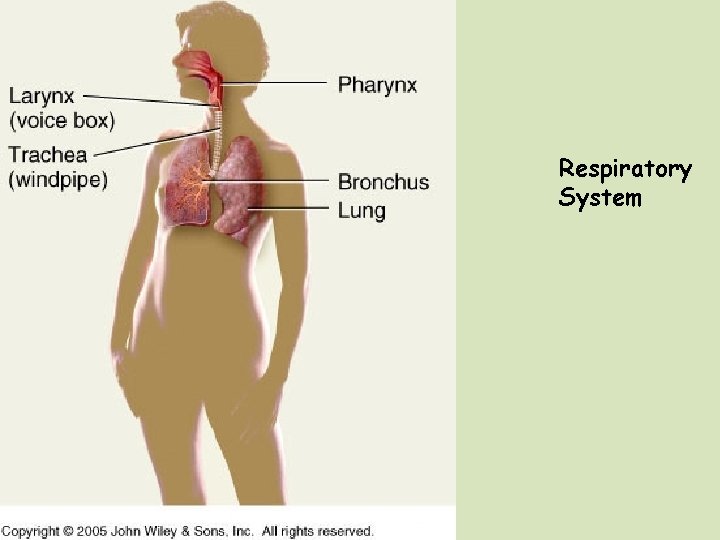 Respiratory System 