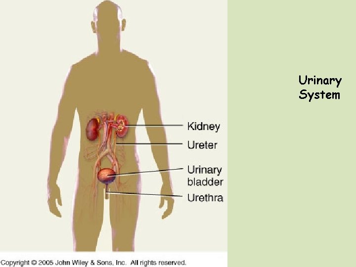 Urinary System 