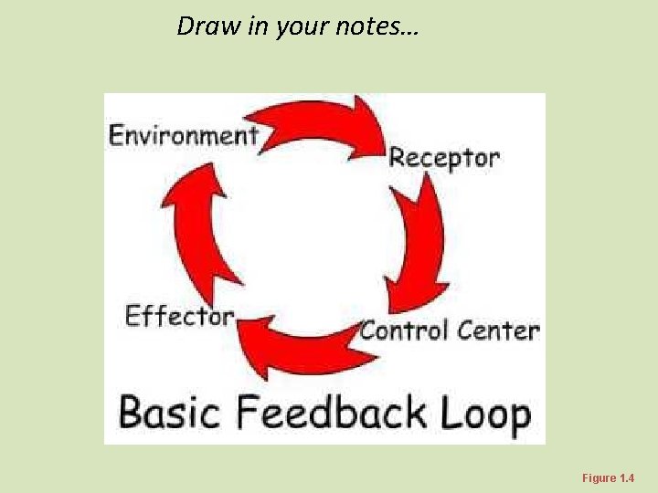 Draw in your notes… Figure 1. 4 